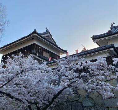 【観光】長野県　上田城址公園の花見