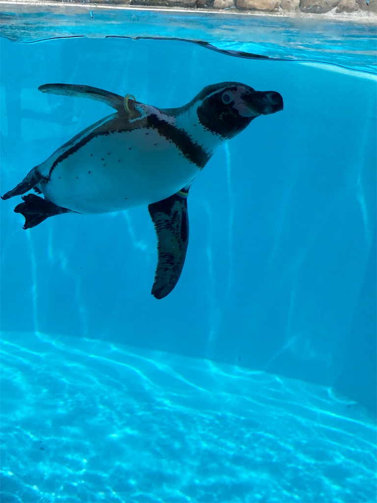 【観光】小諸城址懐古園　動物園～児童遊園地